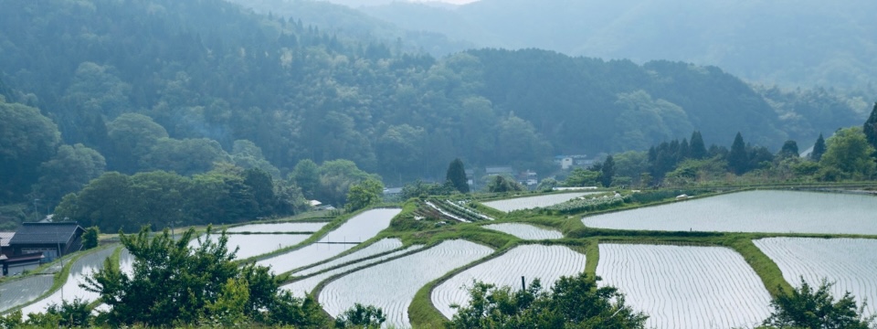 横尾　棚田